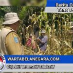 Bhabinkamtibmas Polres Tator Dampingi Panen Jagung Kelompok Tani Binaan