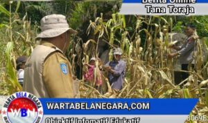 Bhabinkamtibmas Polres Tator Dampingi Panen Jagung Kelompok Tani Binaan